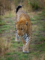 Levhart skvrnity - Panthera pardus - Leopard o8562